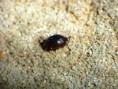 /album/coleoptera/pallodes-pallidus-1-jpg/